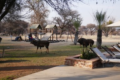 Tiere stehen auf dem Spielplatz der Otijiwa Lodge - Namibia mit Kindern