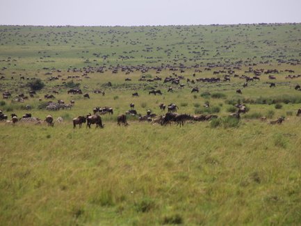 Eine große Herde von Gnus und Zebras grast friedlich auf einer weiten, grünen Savanne unter einem hellen Himmel.
