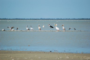 Eine Gruppe von verschiedenen Wasservögeln steht auf einem flachen Sandstreifen im Wasser, umgeben von ruhigem Blau.