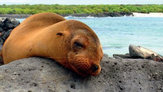 Ein Seelöwe ruht entspannt auf einem großen Felsen, während das ruhige Wasser des Ozeans im Hintergrund schimmert.