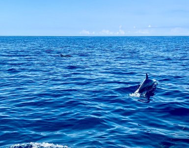 Ein Delfin springt aus dem tiefblauen Wasser, während sanfte Wellen im Hintergrund glitzern und die Sonne scheint.