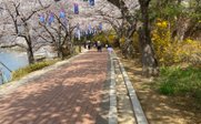 Gehweg mit Kirschblüte und Laternen - Südkorea for family