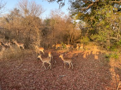 Eine Gruppe von Antilopen läuft durch die Landschaft des Makutsi Game Reserves – Südafrika Familienreise