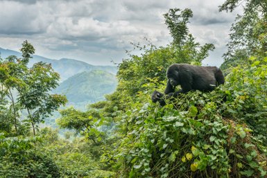 Ein Gorilla sitzt entspannt auf einem Hügel, umgeben von üppigem Grün und Blick auf die bewaldeten Berge im Hintergrund.