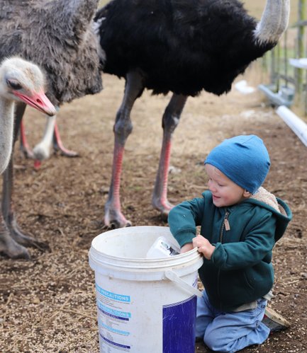 Neugieriges Baby greift nach Futter, um Strauße mit der Mutter auf der Skeiding Guest Farm zu füttern – Garden Route mit Kindern