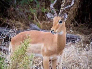 Ein Kudu steht majestätisch in der Wildnis, umgeben von trockenem Gras und grünen Sträuchern, mit aufmerksamen Augen.