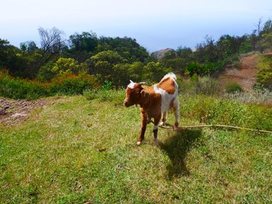 Eine kleine Ziege steht auf grünem Gras in einer lebhaften, natürlichen Landschaft mit einem Küstenblick im Hintergrund.