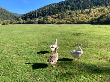 Drei Gänse spazieren über eine grüne Wiese, umgeben von sanften Hügeln und Bäumen im Hintergrund.