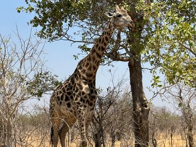Eine Giraffe steht majestätisch neben einem Baum, während sie frische Blätter von den Ästen frisst.