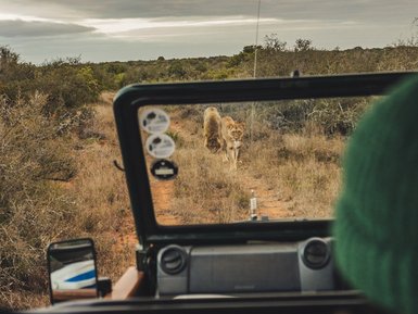 Löwen sichtbar bei Safari im Addo Nationalpark - Südafrika mit Kindern