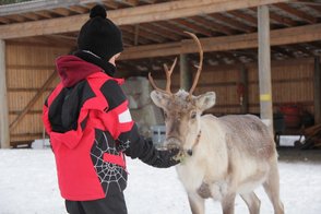 Ein Kind füttert ein Rentier mit Moos, während es in einer schneebedeckten Umgebung steht, umgeben von Holzstrukturen.