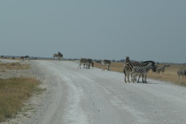 Eine Zebraherde steht direkt auf der Straße - Namibia mit Kindern