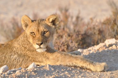 Eine Löwin ruht entspannt auf dem Boden - Namibia Rundreise mit Kindern