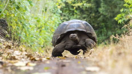 Riesenschildkröte in grüner Landschaft - Galapagos mit Kindern