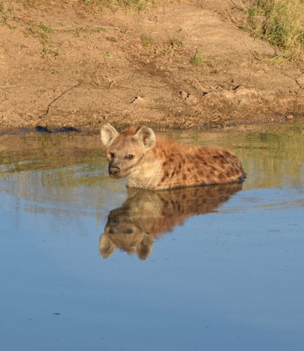 Eine Hyäne steht im flachen Wasser, ihr reflektierendes Bild ist klar auf der Oberfläche zu sehen.