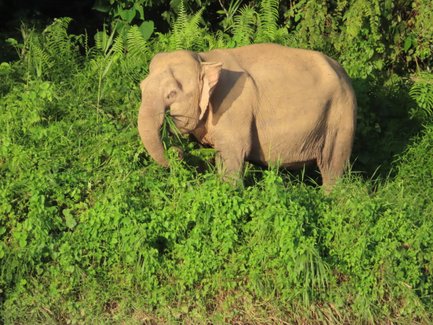 Borneo-Zwergelefant durchquert den tropischen Dschungel – Malaysia & Borneo Familienreise