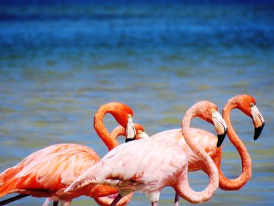 Rosafarbener Flamingos im Wasser von Río Lagartos – Mexiko mit Kindern