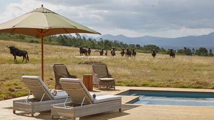 Zwei Liegen stehen am Pool, während eine Gruppe von Gnus in der Ferne über die grüne Wiese zieht.