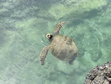 Eine Meeresschildkröte schwimmt ruhig in klarem Wasser, während sanfte Wellen um sie herum kreisen.