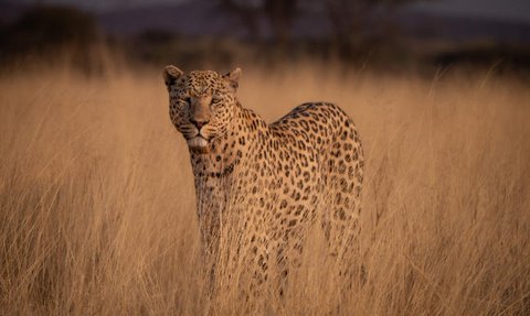 Ein Leopard steht majestätisch in hohem, goldenem Gras und blickt direkt in die Kamera, umgeben von einer ruhigen Landschaft.