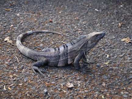 Eine große Echse mit grauer Haut und auffälligen Schuppen bewegt sich über einen schottrigen Weg im Regenwald.
