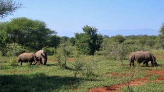 Drei Nashörner stehen im Wald - Namibia Urlaub mit Kindern