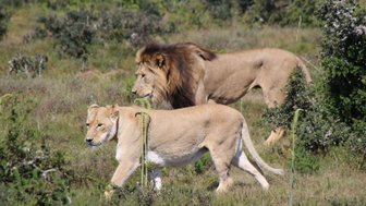 Löwe und Löwin laufen gemeinsam im Addo Nationalpark – Garden Route mit Kindern