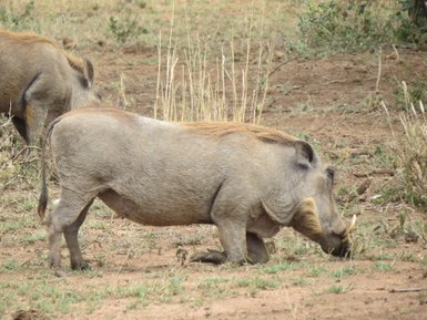 Warzenschwein sucht Nahrung auf dem Boden in der Savanne – Tansania Familienreise