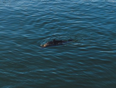 Robbe schwimmt im Meer vor Kapstadt – Südafrika Familienreise