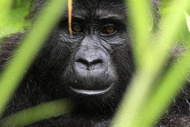 Ein Gorilla blickt aufmerksam durch das dichte Grün, seine großen, braunen Augen strahlen Intelligenz und Ruhe aus.