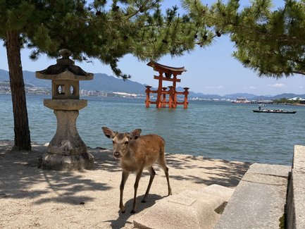 Ein Reh steht am Ufer eines ruhigen Gewässers, umgeben von Bäumen und einem traditionellen Torii.