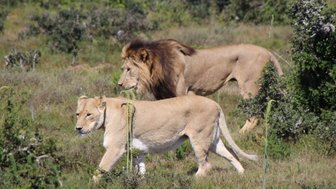 Löwe und Löwin laufen gemeinsam im Addo Nationalpark – Garden Route mit Kindern