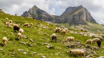 Eine Herde Schafe steht auf einer Wiese