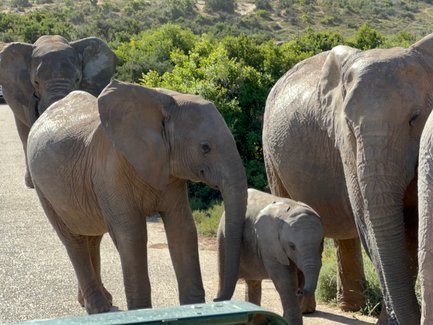 Elefantenherde beim gemeinsamen Spaziergang im Addo Nationalpark – Garden Route mit Kindern