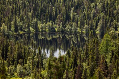 Ein ruhiger See spiegelt die üppige grüne Waldlandschaft wider, umgeben von hohen Nadelbäumen und frischem Laub.