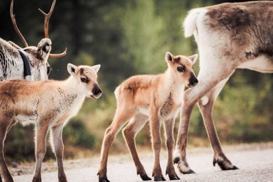 Zwei junge Rentiere stehen neugierig auf einem Weg, während ein älteres Rentier im Hintergrund vorbeigeht.