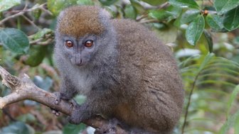 Ein Goldener Bambuslemur sitzt auf einem Ast, umgeben von üppigem, grünem Laub und zeigt seine großen, neugierigen Augen.
