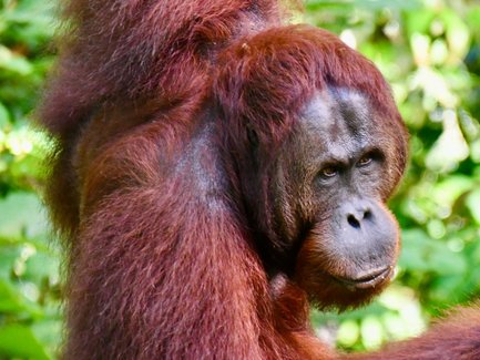 Nahaufnahme zeigt das Gesicht eines Orang-Utans im Semenggoh Wildlife Center – Malaysia & Borneo Reise mit Kindern