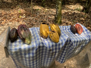 Auf einem karierten Tuch liegen verschiedene Kakaofrüchte in unterschiedlichen Farben, umgeben von einem Waldboden aus Laub.