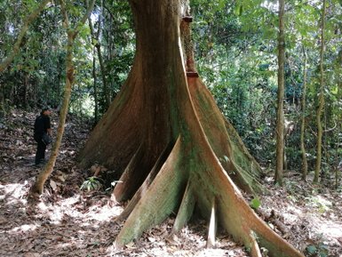 Riesiger Baum im Sepilok Rainforest Discovery Centre – Malaysia & Borneo Reise mit Kindern
