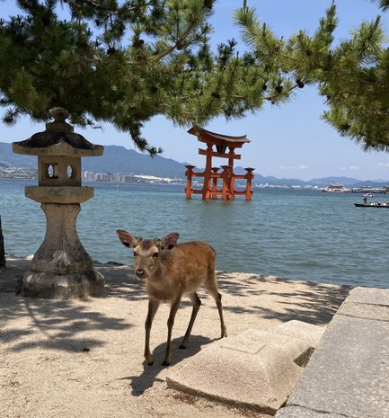 Ein Reh steht am Ufer eines ruhigen Gewässers, umgeben von Bäumen und einem traditionellen Torii.