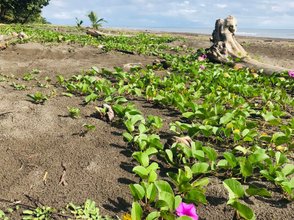 Pflanzen wachsen am Sandstrand im Tortuguero Nationalpark – Costa Rica Familienreise
