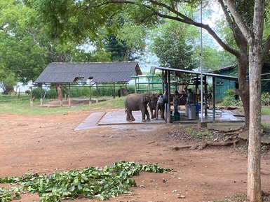 Elefantenwaisen im Schutzgebiet Elephant Transit Home im Udawalawe Nationalpark – Sri Lanka Reise mit Kindern