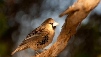 Ein Vogel sitzt auf einem Baum - Namibia Rundreise mit Kindern