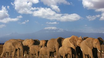 Eine Gruppe von Elefanten steht majestätisch vor dem schneebedeckten Kilimandscharo unter einem strahlend blauen Himmel.