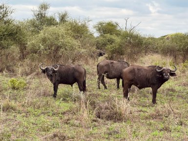 Hausbüffel in der trockenen Landschaft im Tarangire-Nationalpark – Tansania Reise mit Kindern