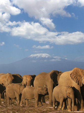 Eine Gruppe von Elefanten steht majestätisch vor dem schneebedeckten Kilimandscharo unter einem strahlend blauen Himmel.