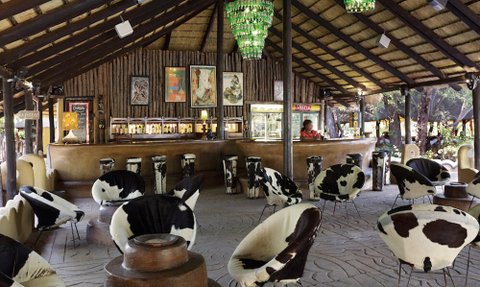 Der Innenraum einer Bar im Planet Baobab Lodge in Botswana, mit einzigartigen Kuhfell-Stühlen und einem einladenden Barkeeper.