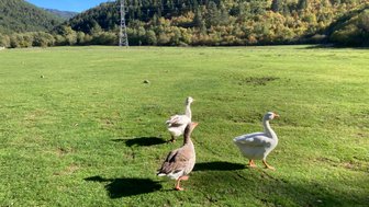 Drei Gänse spazieren über eine grüne Wiese, umgeben von sanften Hügeln und Bäumen im Hintergrund.