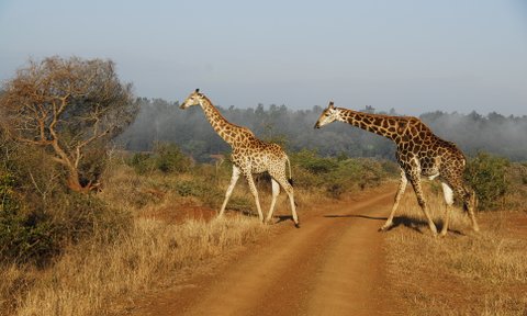 Zwei Giraffen spazieren durch die Savanne im Krüger Nationalpark – Südafrika Familienreise